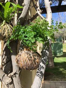 Kokedama Málaga, venta de plantas que crecen sin maceta como elemento decorativo y saludable