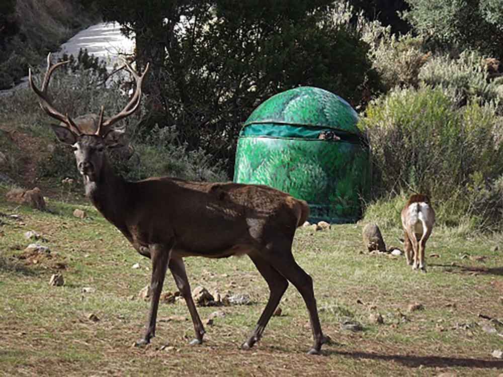 Excursión de naturaleza con niños: La Eco Reserva de Ojén (Málaga) con animales en libertad
