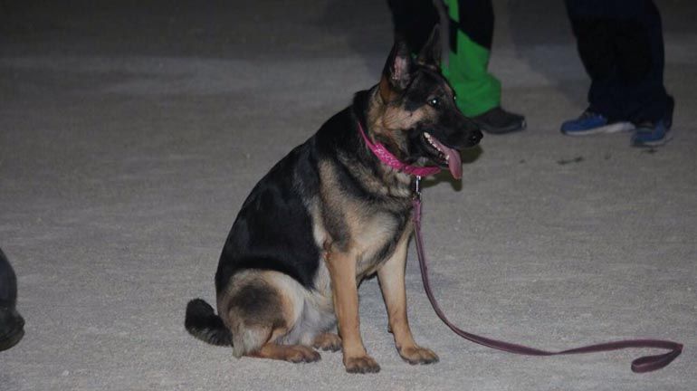 Prueba de Obediencia Deportiva de Utilidad para perros en Alhaurín de la Torre con entrada gratis para el público