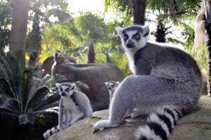 Lemur Bioparc Fuengirola