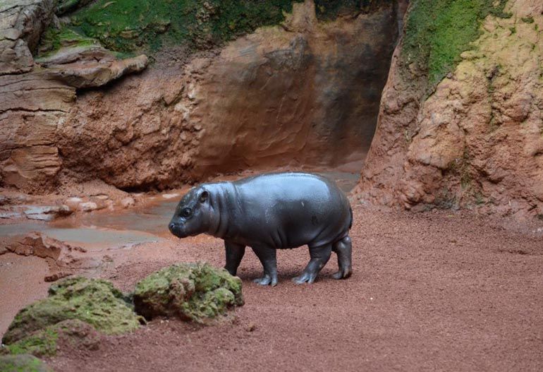 Nace una cría de hipopótamo pigmeo en Bioparc Fuengirola