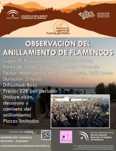 Cartel anillamiento de flamencos en Fuente de Piedra el 11 de agosto