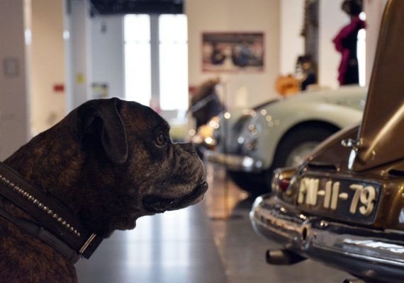 Perros en el Museo Automovilístico y de la Moda de Málaga 7
