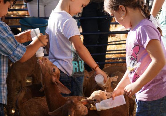 Actividades para niños en la XI Fiesta de la Cabra Malagueña en Casabermeja