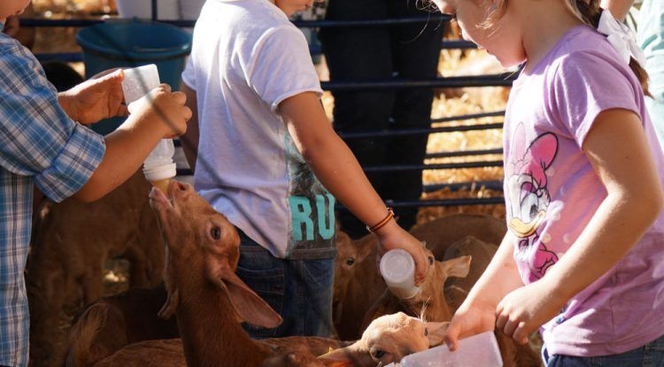 Actividades para niños en la XI Fiesta de la Cabra Malagueña en Casabermeja