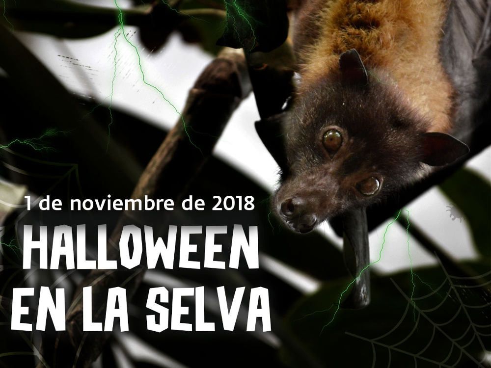 Pruebas y regalos para celebrar Halloween en la selva en Bioparc Fuengirola