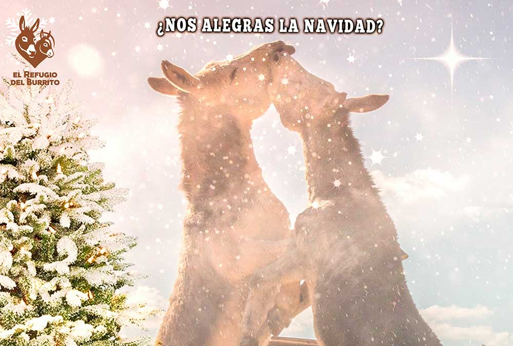 Talleres gratis para toda la familia y Mercadillo de Navidad con El Refugio del Burrito en La Invisible (Málaga)