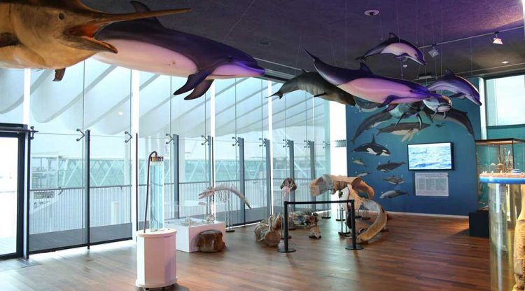 Museo Alboranía Aula del Mar: Visita en familia