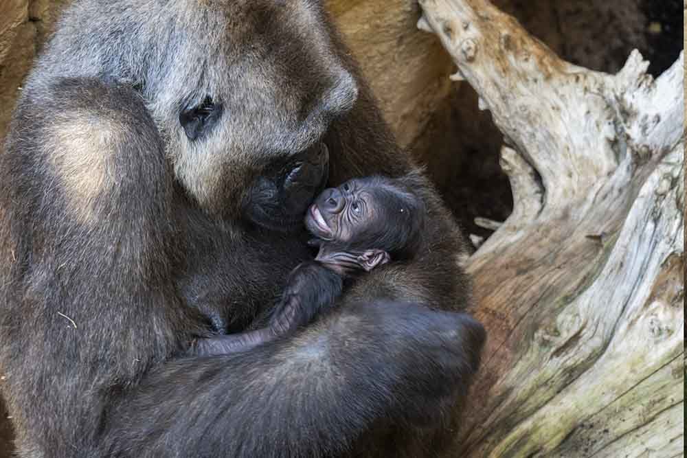 Ekan, el único gorila nacido en Andalucía, cumple 4 meses