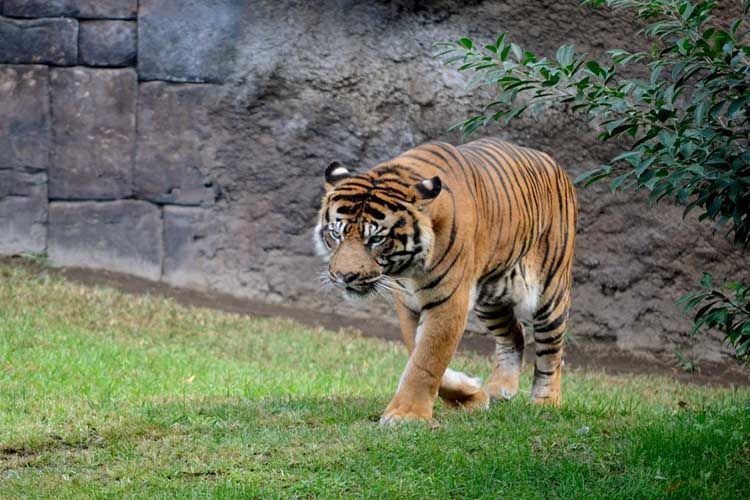 Bioparc Fuengirola nos explica cómo marca un tigre de Sumatra su territorio