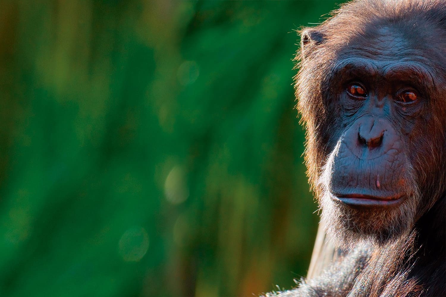 14 de julio: Día Internacional del chimpancé