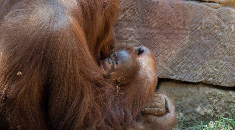 Nace un orangután de Borneo en Bioparc Fuengirola