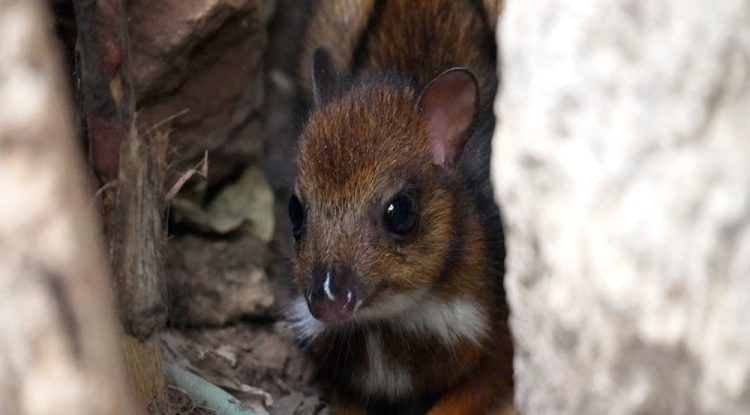 Nace un ciervo ratón en Bioparc Fuengirola