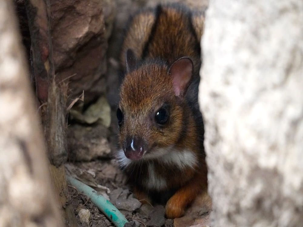 Nace un ciervo ratón en Bioparc Fuengirola