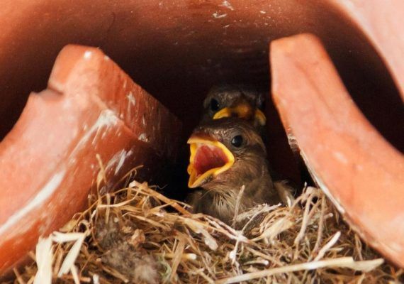 ¿Qué hacer si te encuentras un polluelo fuera de su nido? Por Bioparc Fuengirola