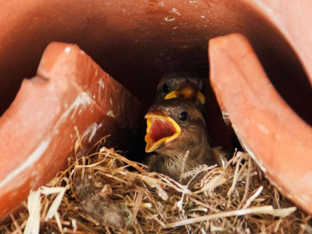¿Qué hacer si te encuentras un polluelo fuera de su nido? Por Bioparc Fuengirola