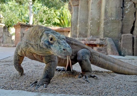 Cosas que quizás no sepas sobre el lagarto más grande del mundo: el dragón de Komodo