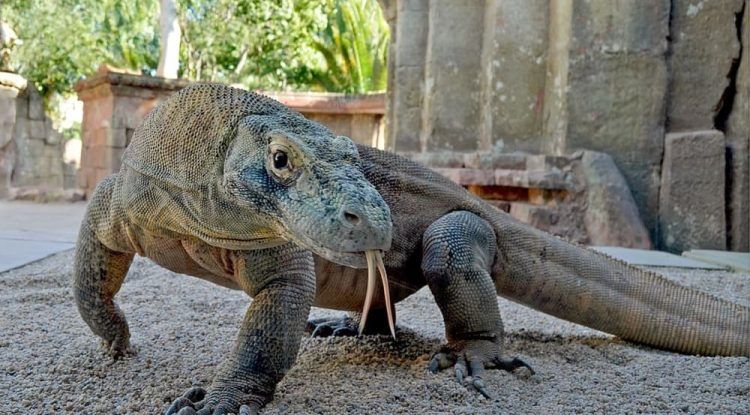Cosas que quizás no sepas sobre el lagarto más grande del mundo: el dragón de Komodo
