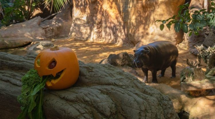 Yincana de Halloween para toda la familia en Bioparc Fuengirola