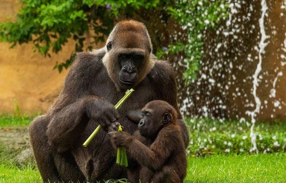 Cumple dos años Ekan, el primer gorila andaluz nacido en Bioparc Fuengirola