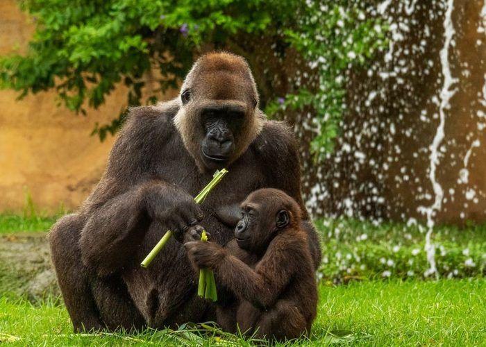 Cumple dos años Ekan, el primer gorila andaluz nacido en Bioparc Fuengirola