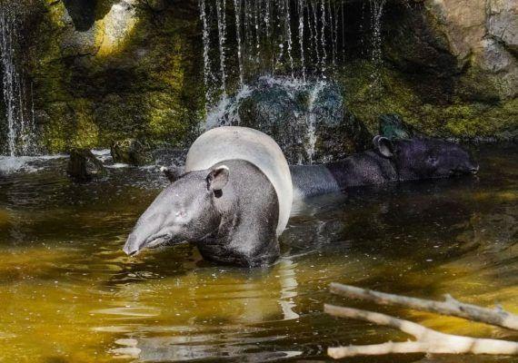 Curiosidades sobre el tapir malayo, un animal muy especial