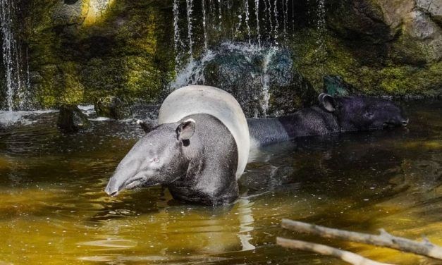 Curiosidades sobre el tapir malayo, un animal muy especial