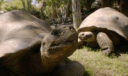 Bioparc Fuengirola conserva y protege a las tortugas gigantes de las Galápagos, diezmadas por navegantes, exploradores y balleneros a partir del siglo XVI