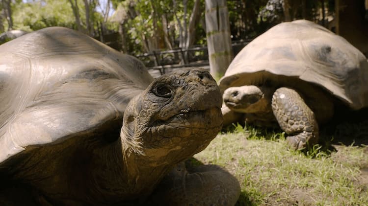 Bioparc Fuengirola conserva y protege a las tortugas gigantes de las Galápagos, diezmadas por navegantes, exploradores y balleneros a partir del siglo XVI