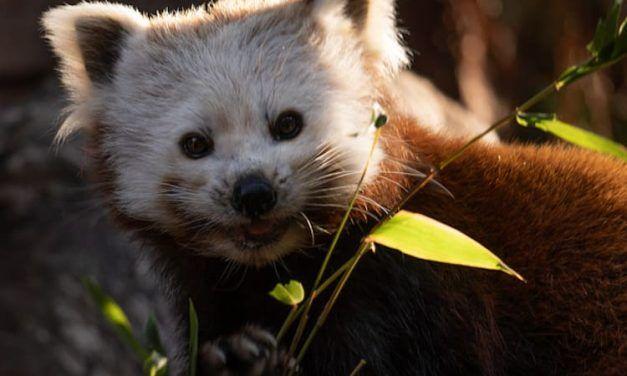 Descubre 5 curiosidades del panda rojo con Bioparc Fuengirola