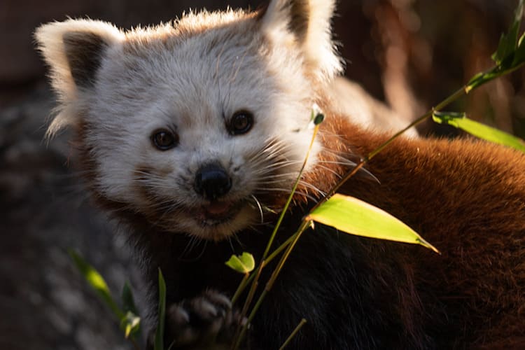 Descubre 5 curiosidades del panda rojo con Bioparc Fuengirola