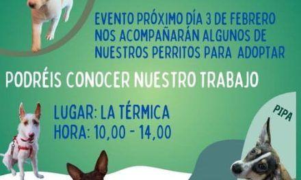 Búsqueda de familias adoptivas para cachorritos organizada por la asociación AMI en Málaga